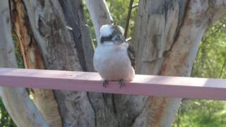 Kookaburra Dreaming - Only 400m from the beach - Vincentia - 0