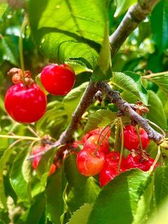 Field Tiny Home - Fruit & Sunset - 2