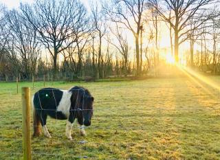 The Little Green Shepherds Hut - Charlwood - 2