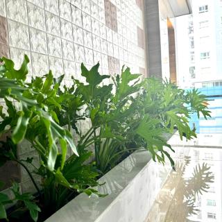 Cozy Room with Balcony Central 10mins to Airport Maihouse - Ho Chi Minh - 6