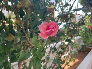 Jenny's House - Kokkini Khanion - 1