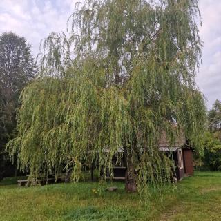 Sauna House in the forest - 5