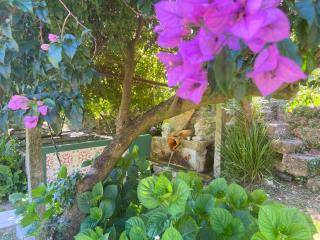 Quinta de Souto Velho - Terras de Bouro - 4