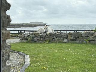Apartment 471 - Clifden - Clifden - 0