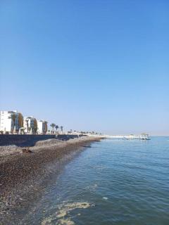 Gaviotas de Paracas - 2