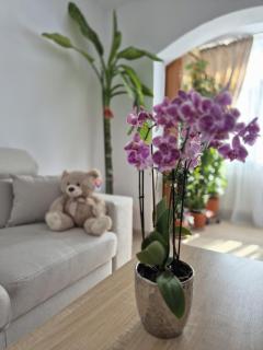 Apartament OPREA - 0