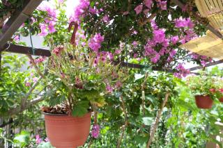 Apartmani Janosevic - Sutomore - 1