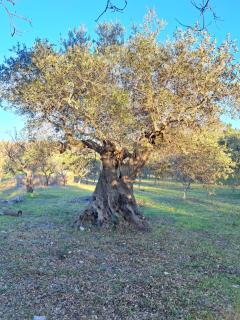 Viale del Sole - il Trullo - Locorotondo - 3