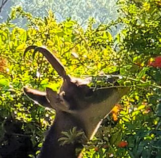 Parc de Biodiversité Le Castel - Maison d'hôtes & Table Bio - 5