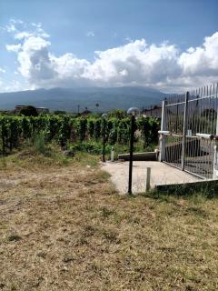 La vigna di Maggi - Randazzo - 2