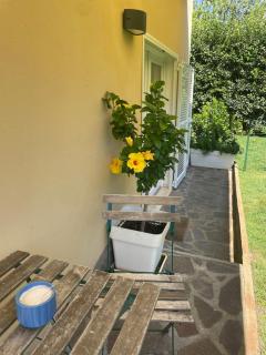Ginepro - Tirrenia - 9