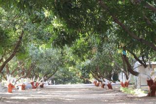 Gir Enjoy Forest Resort - Sasan Gir - 7