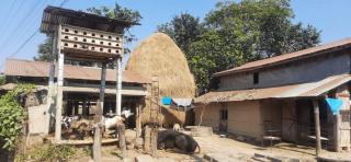 Coffee Farmstay in Tamang,Chepang Village Parewakot ,Chitwan - Debichaur - 3