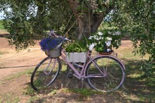 La Mimosa - Bolgheri - 7