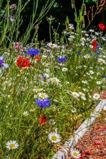 Claron Lodge - West Wittering - 8