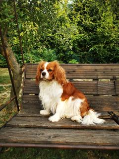 Andreas Apartman - 8