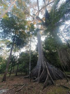 Centro de Medicina y Posada Indigenawa - 3