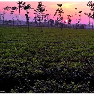 Krishna Farms and Village Resort - Siliguri - 4