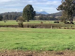 Orange Tree Cottage - King Valley - 6