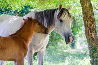 Roulotte-Quinta La Grange d Emile - 9