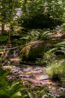 Gait to Paradise - Boone - 7