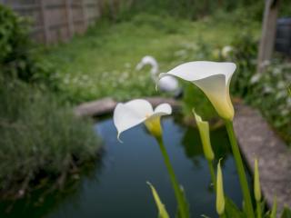 Charming Family Home in Windsor - Parking & Garden Pass The Keys - Windsor - 6