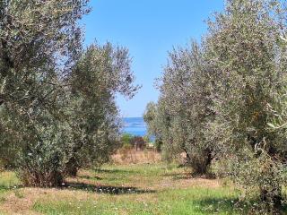 Terre di Cornossa - Marta - 4