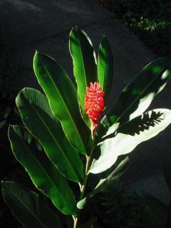 Lovely Remodeled Garden Deluxe Kiahuna Condo Partial Ocean View - 3