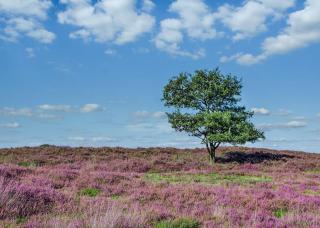 Thirlestane Woodland Lodges - Lauder - 5