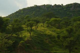 Teela- The Glamping Resort, Jaipur - 1