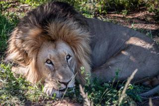 Hitgeheim Country Lodge - Addo - 5