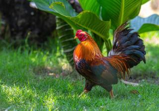 Farm Stay for 12 or more members - - 6