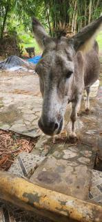 Fata Morgana Eco Hotel - 9