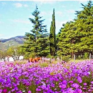 COMPLEJO de CABAÑAS ANANDA KANAN - 2