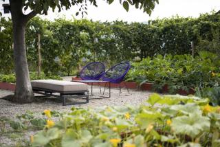 Vigne Di Fagnano - Langhe, Cuneo - 6