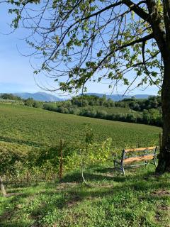 Ca'Vittoria - Prosecco Experience - Unesco - Conegliano - 4