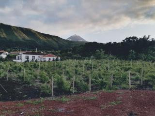 Casas do Baleeiro - Casa da Vinha - Cais do Pico - 6