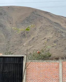 A&N House - Miraflores - 1