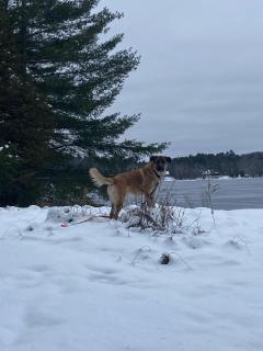 Muskoka Sandy Beach Cottage - 3