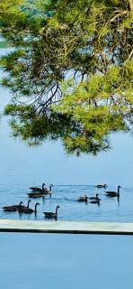 Muskoka Sandy Beach Cottage - Bala - 8