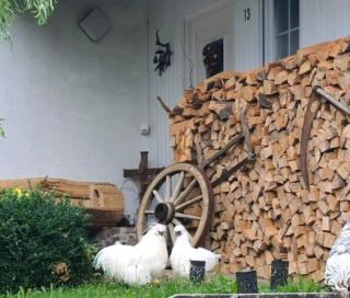 Cozy and quite apartment near Black Forest - Schömberg - 0