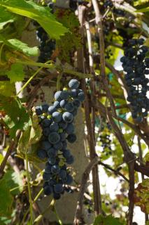 Das kleine Weinberghäuschen in Garabonc - Jägerpince - Garabonc - 4