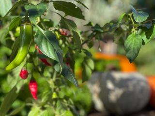 Dragonfly Glamping Spa Retreat - 8