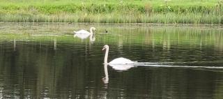 Waterfront Lodges - North Cabin - Ballinamore - 4