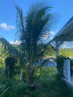 logement insolite sous les tropiques - 2