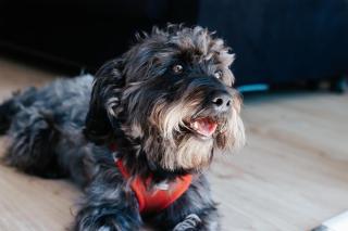 Apartment Brise - Infrarotsauna Hunde wilkommen! - Lohme - 7