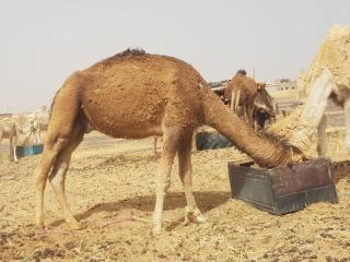 Sandar desert morocco - 2