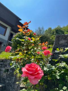 Villa D'ALBA guest house - Civenna - 6