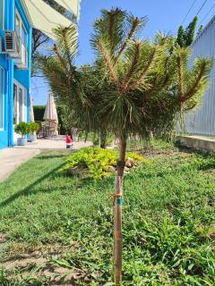 Vila Aqua - Eforie Sud - 5