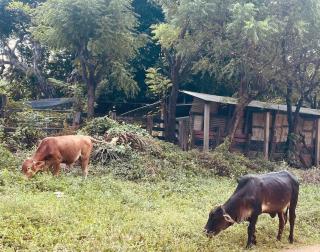 Surfers Paradise - Cabin next to Yankee Beach - 9